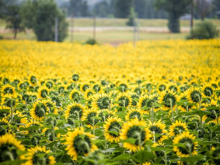 French Countryside